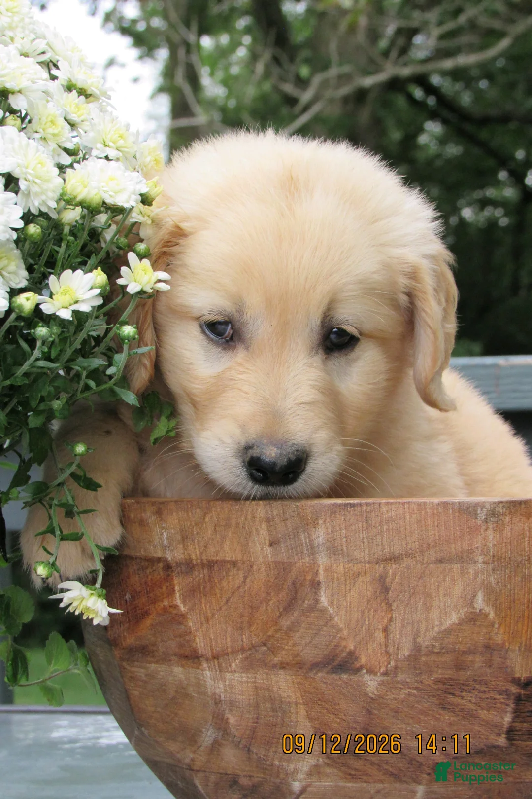 Golden Retriever dogs for sale: Golden Retriever 4 Jingle - Ad 2