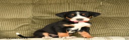 Greater Swiss Mountain Dog dogs for sale: Roxy - Ad 1