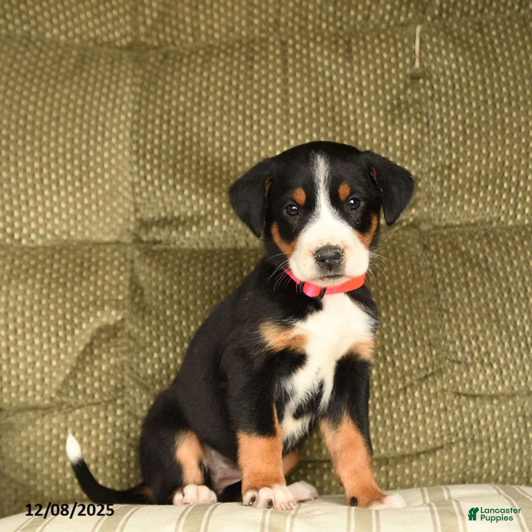 Greater Swiss Mountain Dog dogs for sale: Roxy - Ad 1
