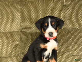 Greater Swiss Mountain Dog dogs Roxy - Ad 5
