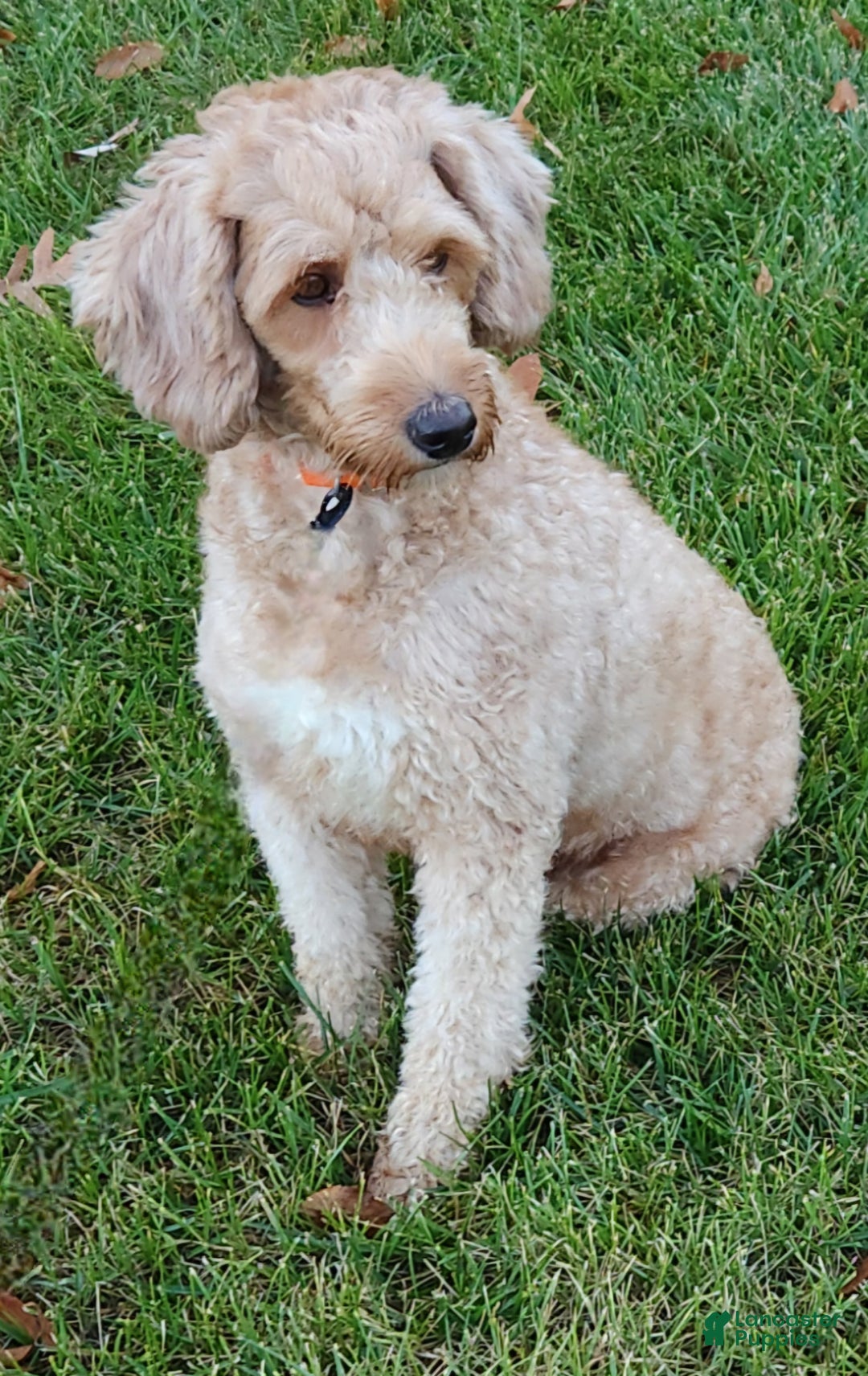 Mini Goldendoodle dogs for sale: Sirius - Ad 11