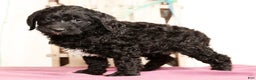 Labradoodle dogs for sale: Goliath - Ad 4