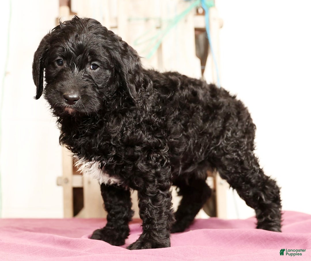 Labradoodle dogs for sale: Goliath - Ad 4