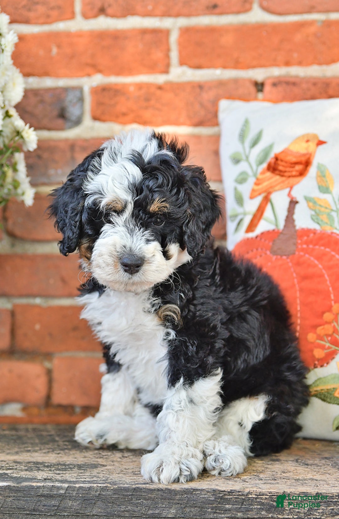 Gallery Image {{count}}