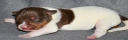 Rat Terrier dogs for sale: Santa Clara - Ad 4