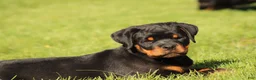 Rottweiler dogs for sale: Rottweiler 1 - Ad 8
