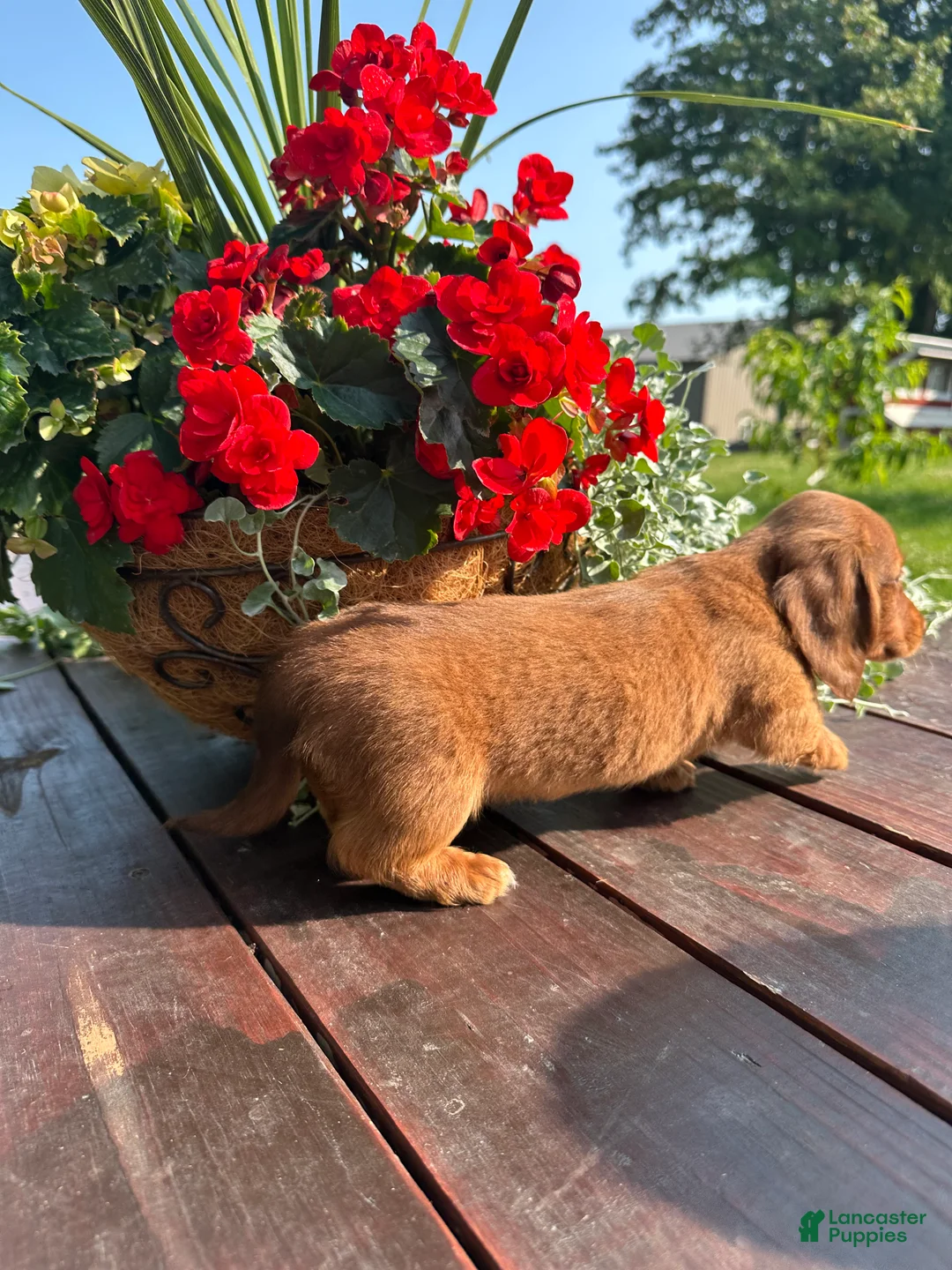Miniature Dachshund dogs for sale: Tanner - Ad 7