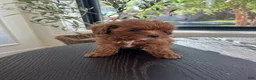 Cavapoo dogs for sale: Cavapoo 2 - Ad 5