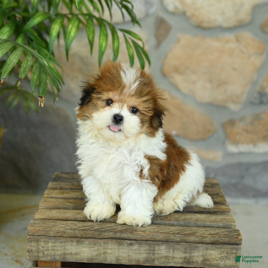 Teddy Bear dogs Tucker - Ad 2