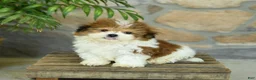 Teddy Bear dogs for sale: Tucker - Ad 2