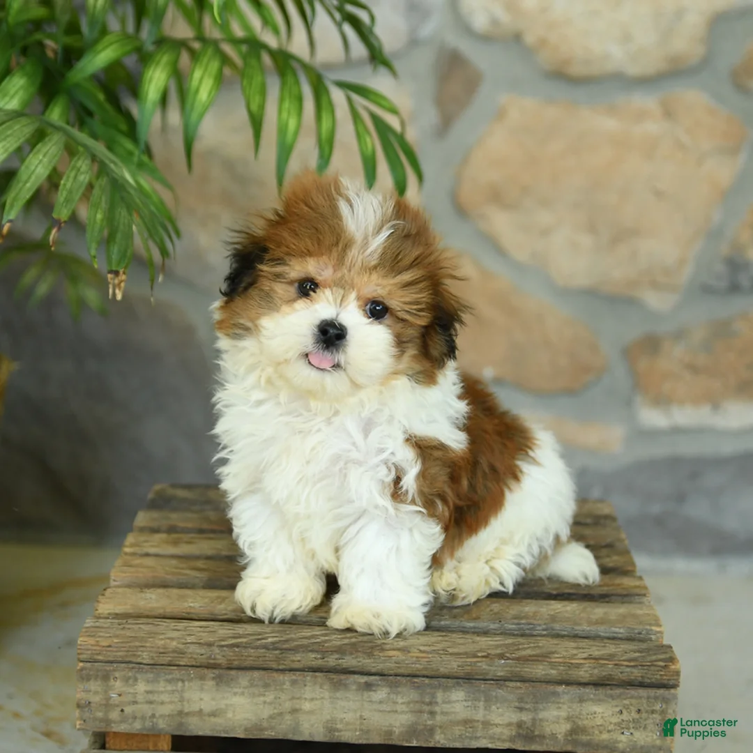 Teddy Bear dogs for sale: Tucker - Ad 2