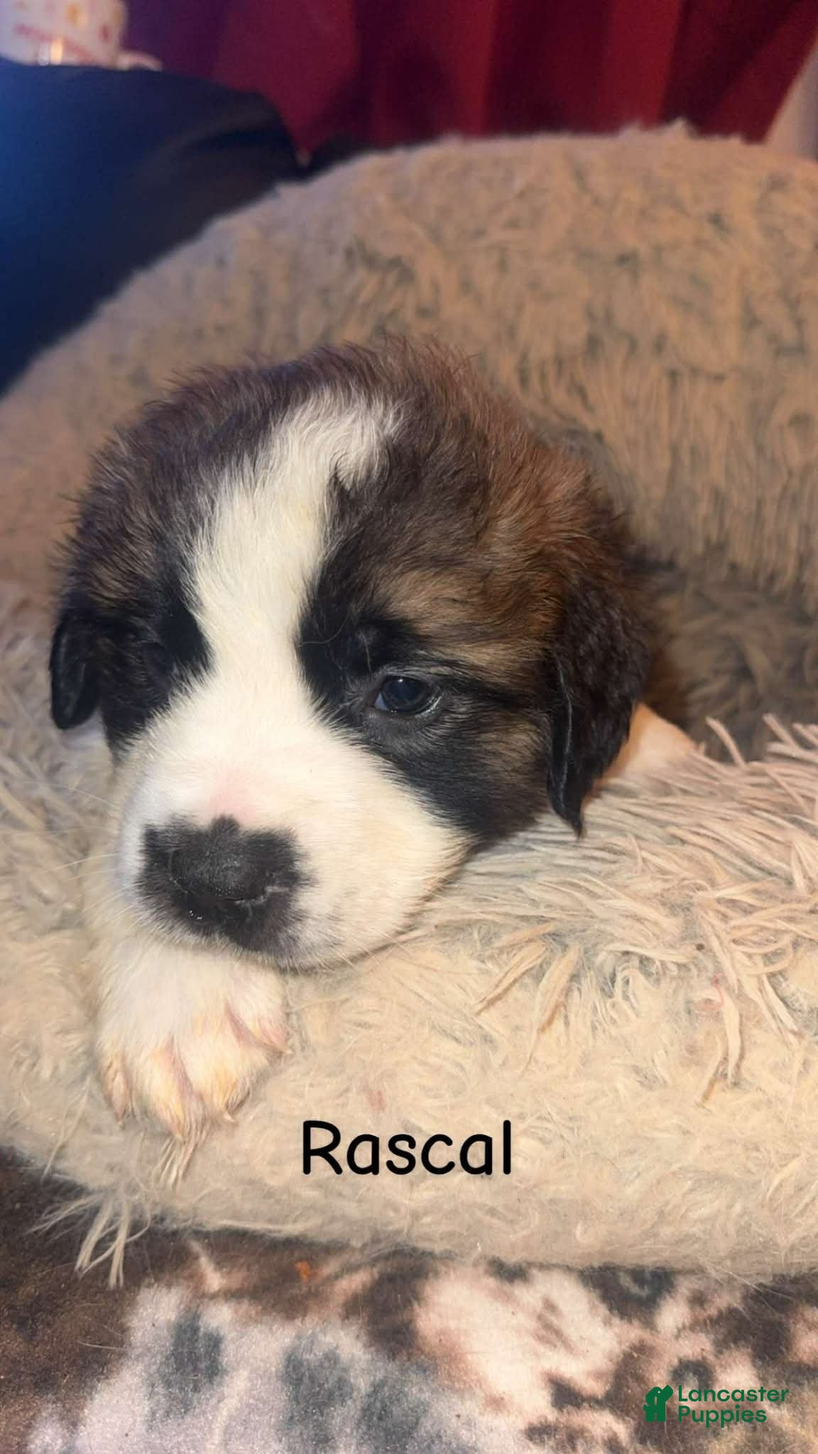 Saint Bernard dogs Rascal  - Ad 12