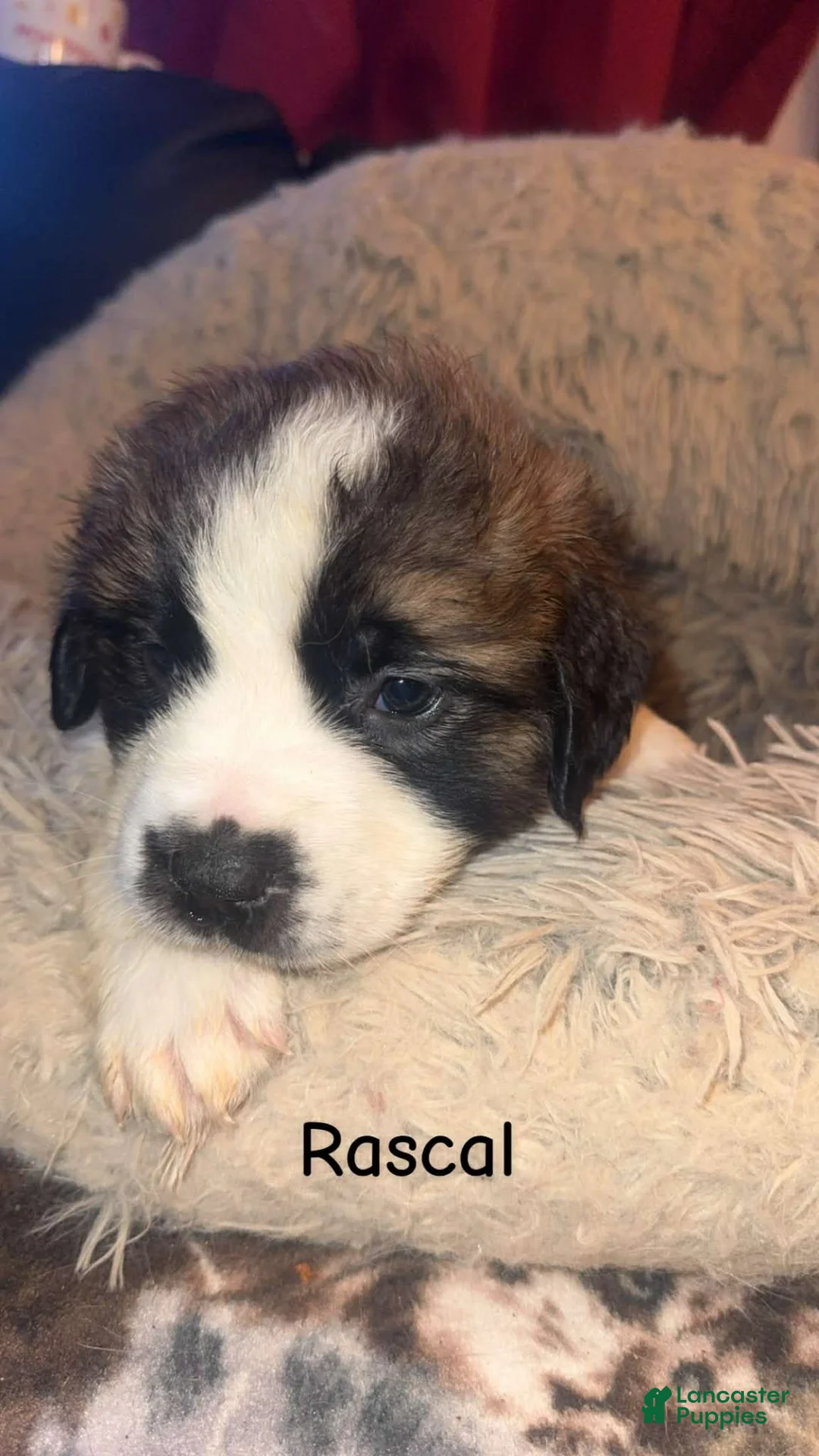 Saint Bernard dogs for sale: Rascal  - Ad 1