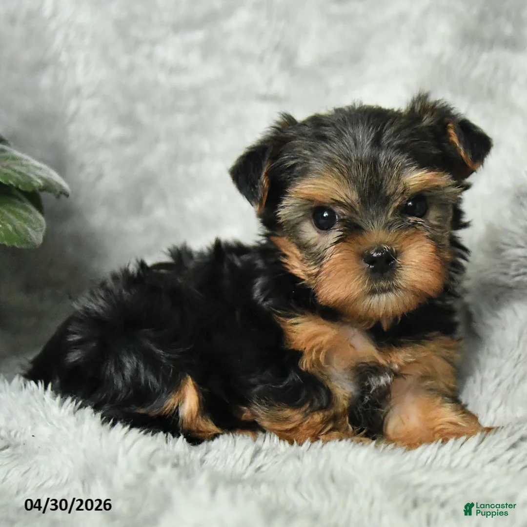 Yorkshire Terrier dogs for sale: Abby - Ad 2