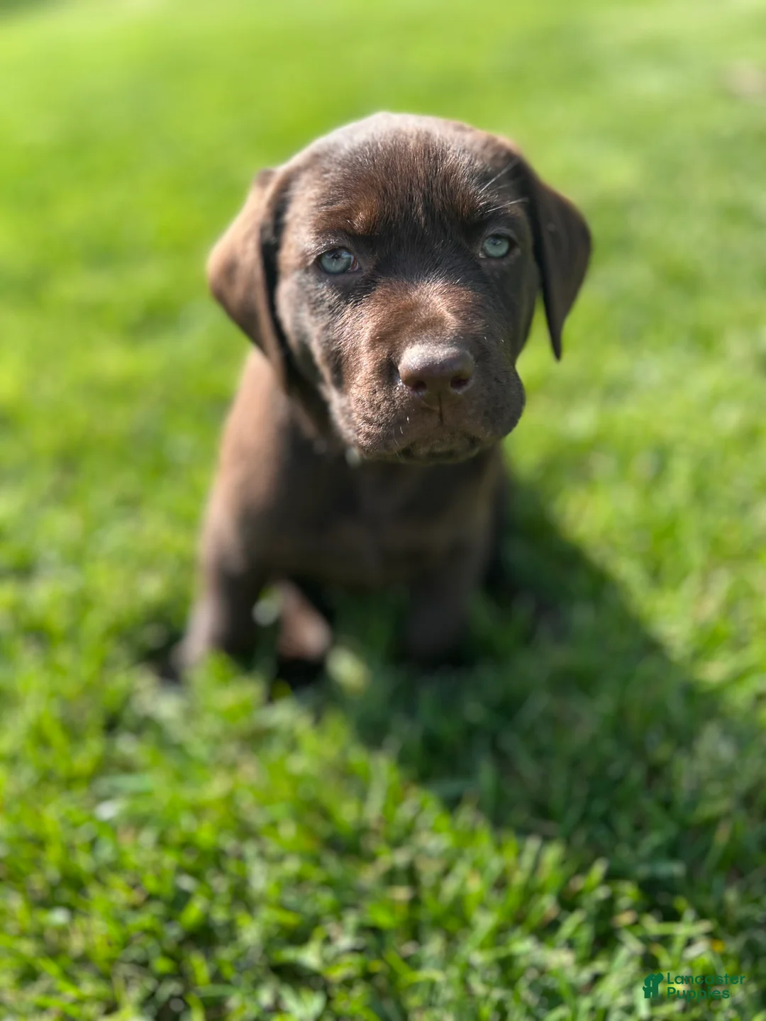 Labrador Retriever dogs for sale: Cedar (Light Blue Collar) - Ad 1