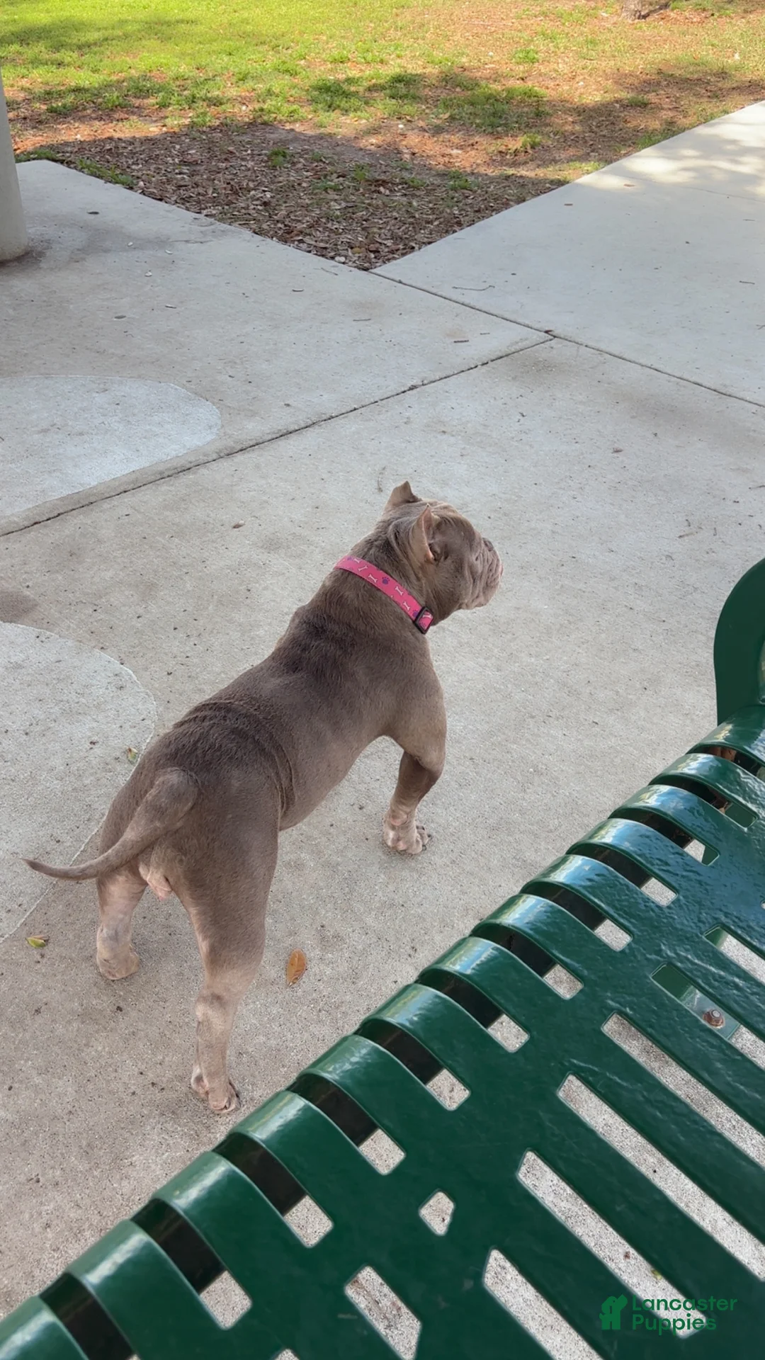 American Bulldog dogs for sale: American Bulldog Puppy 1 BEST OFFER - Ad 2