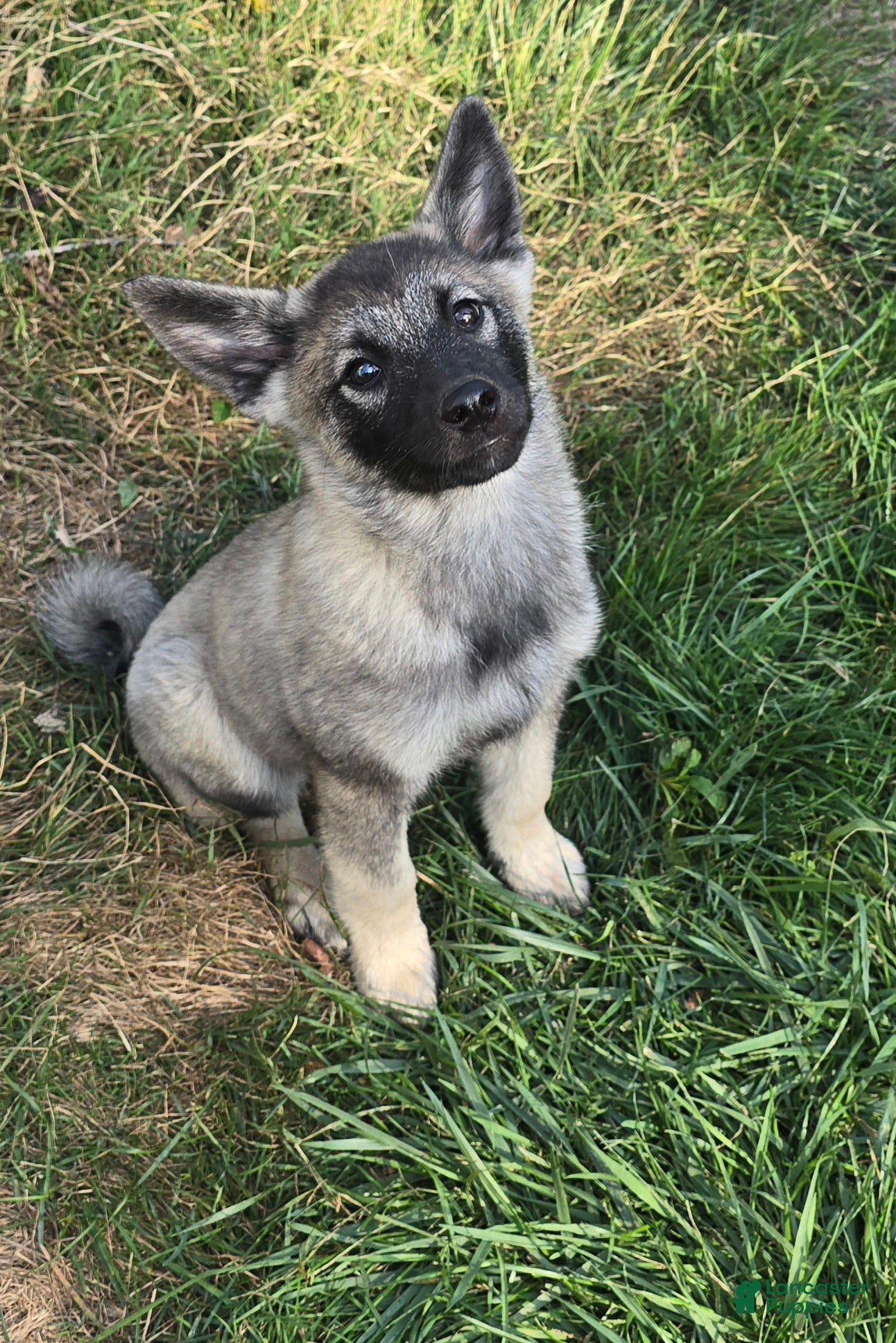 Norsk Elghund Norwegian Elkhound Hunting Bear 4+ Hundred Norwegian