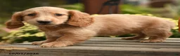 Dachshund dogs for sale: Flora   - Ad 5