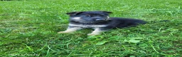 German Shepherd dogs for sale: Joey - Ad 3