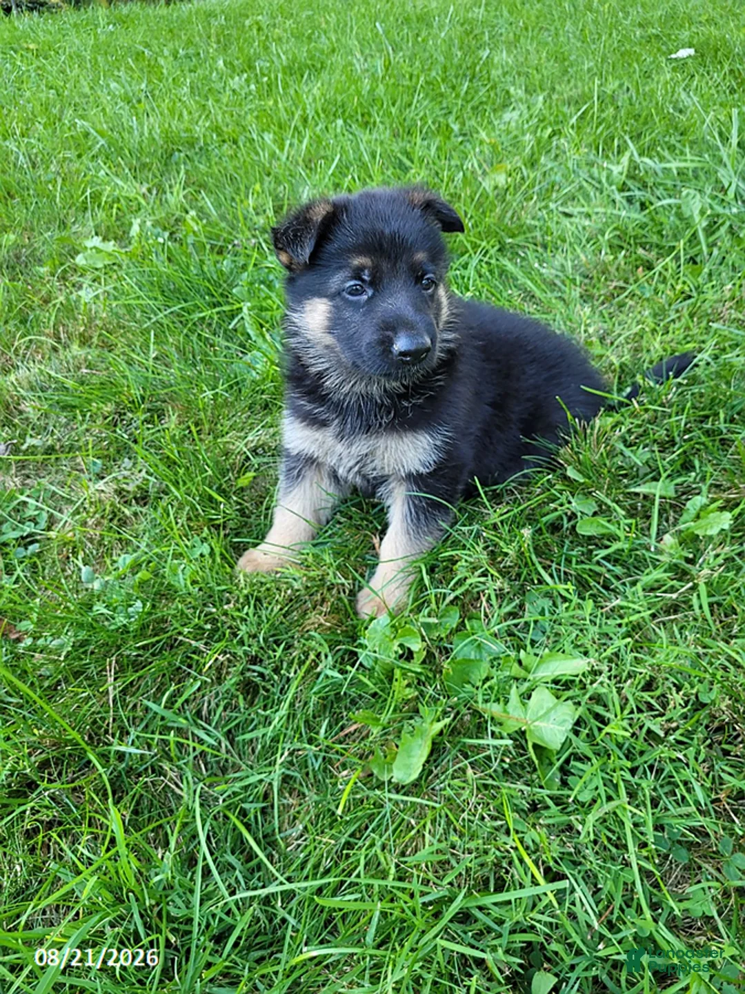 German Shepherd dogs for sale: Joey - Ad 3