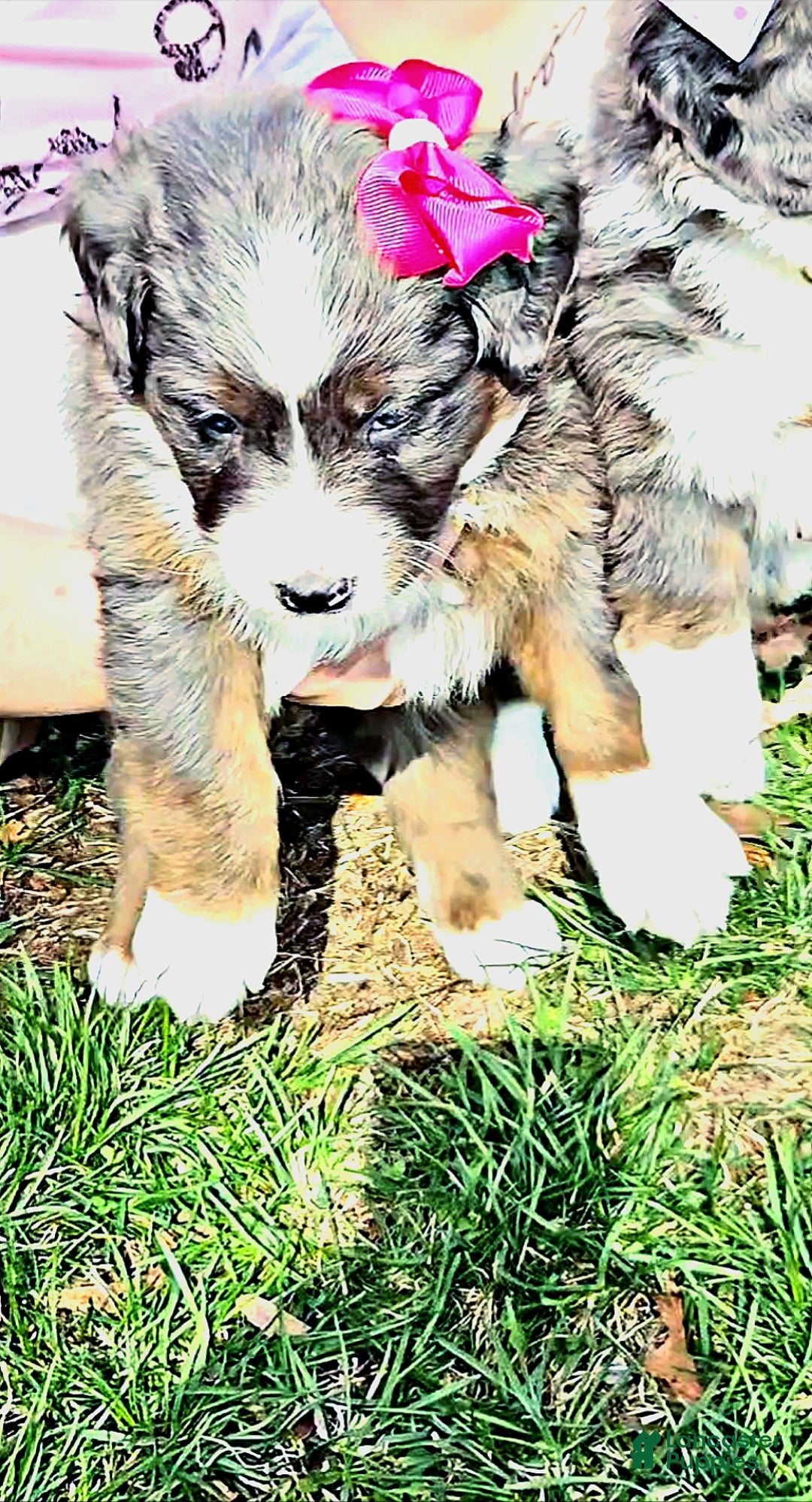 Mini Bernedoodle dogs Mini Bernedoodle Puppy 2 - Ad 3