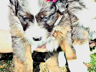 Mini Bernedoodle dogs Mini Bernedoodle Puppy 2 - Ad 3