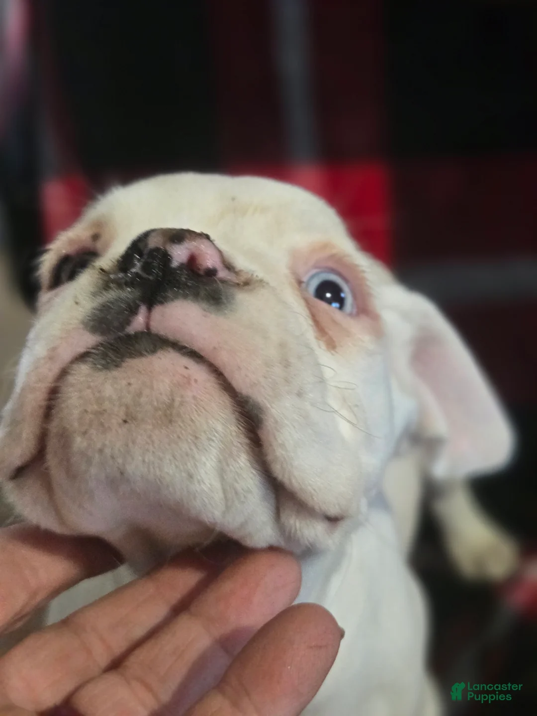 Boxer dogs for sale: Stevie - Ad 3