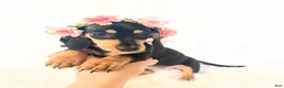 Miniature Dachshund dogs for sale: AKC Zoey - Ad 3