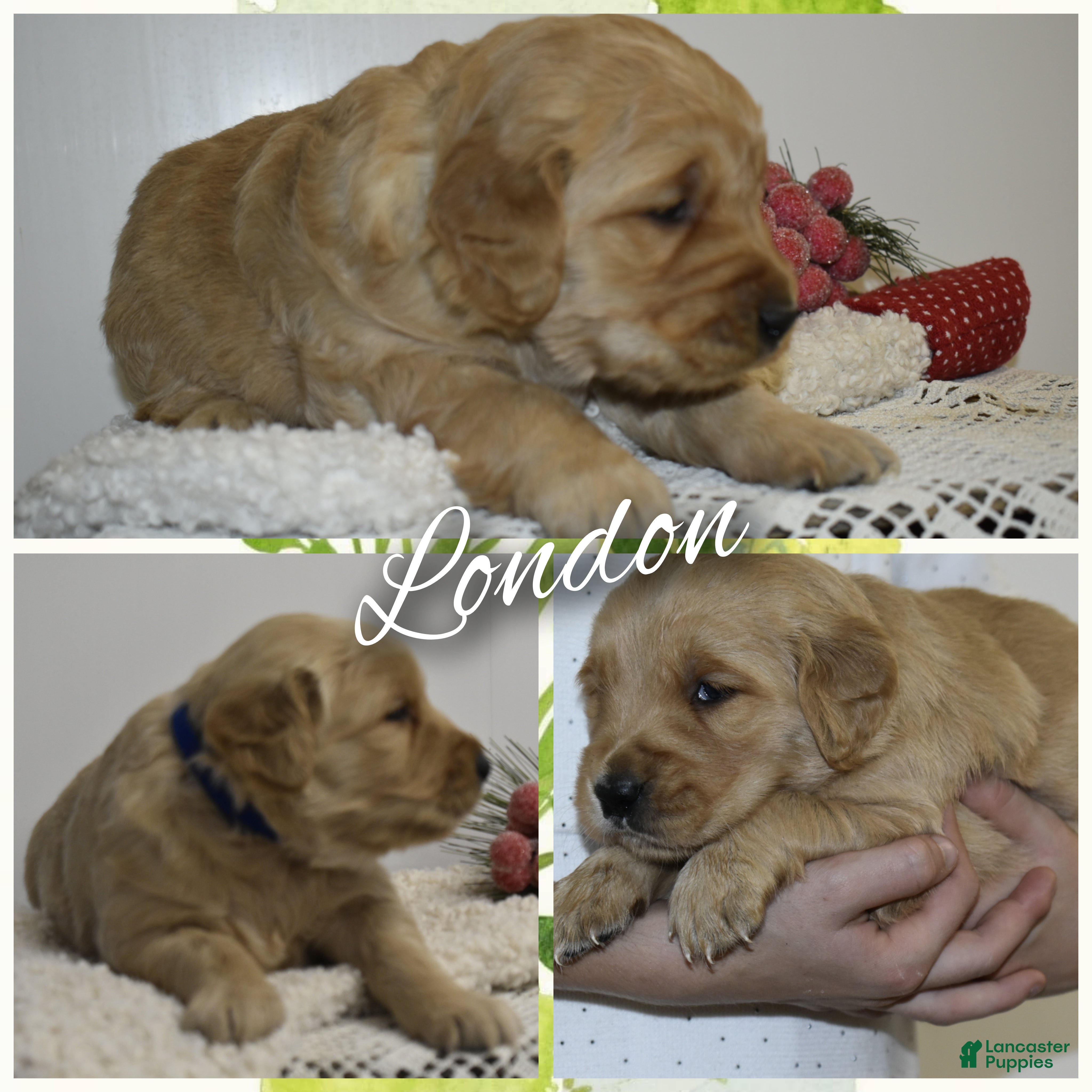 Golden Retriever dogs London - Ad 33