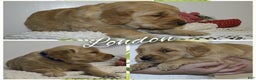 Golden Retriever dogs for sale: London - Ad 1