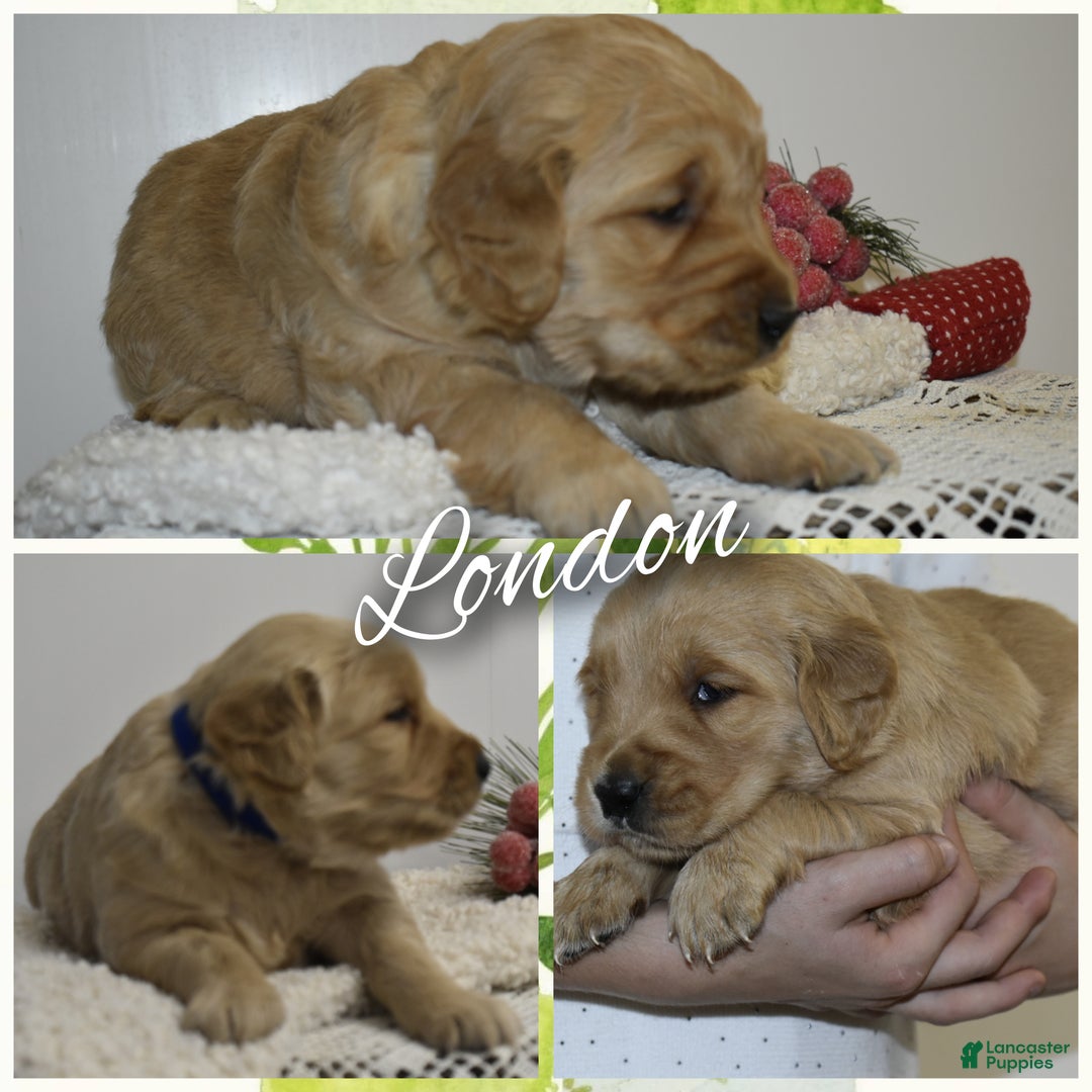Golden Retriever dogs for sale: London - Ad 1