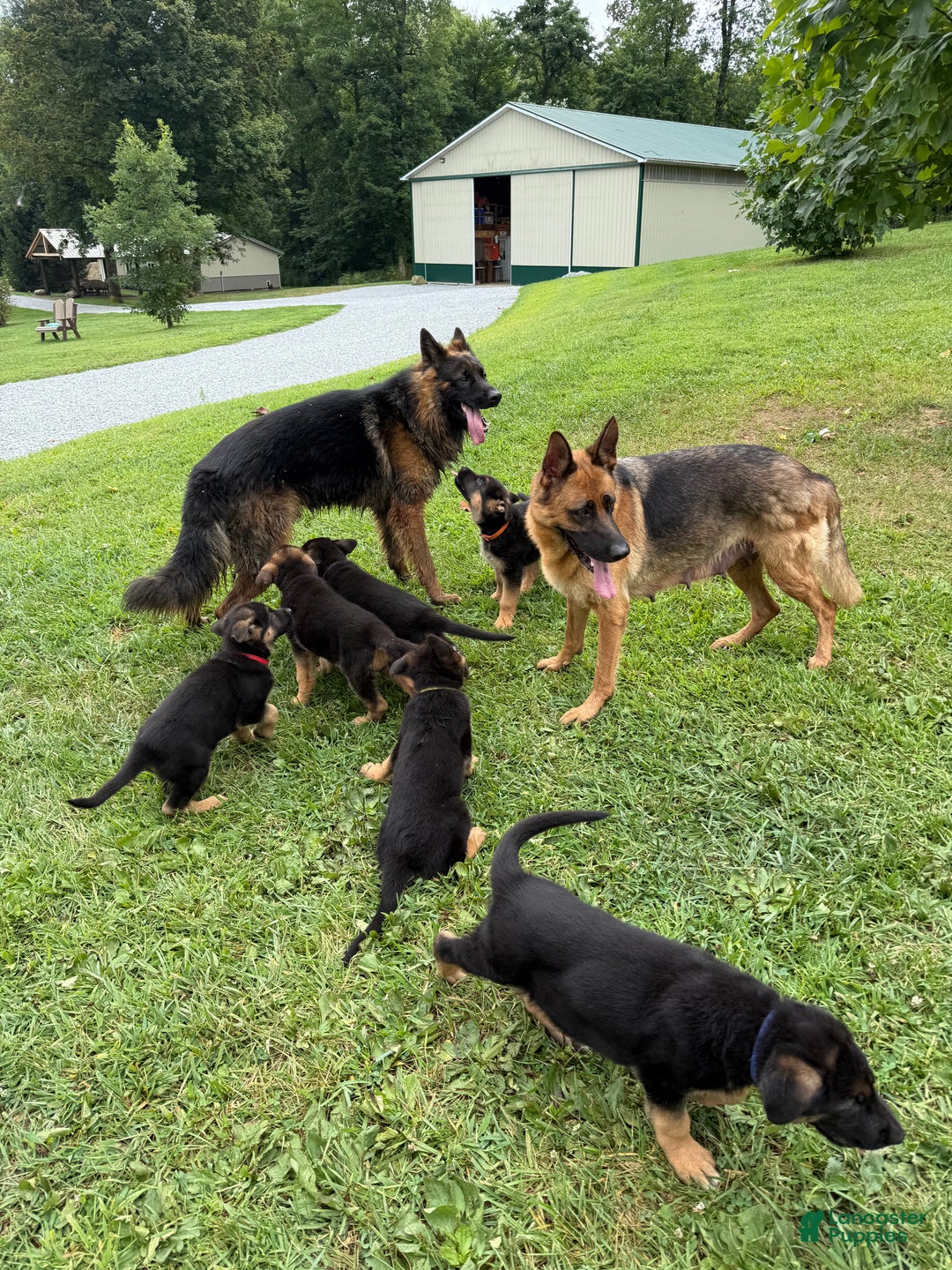 German Shepherd dogs for sale: German Shepherd Puppy 1 - Ad 12