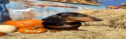 Miniature Dachshund dogs for sale: Joey - Ad 3