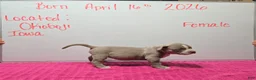 American Bully dogs for sale: American Bully Puppy 12 - Ad 3