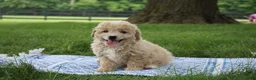 Mini Goldendoodle dogs for sale: Tara - Ad 3