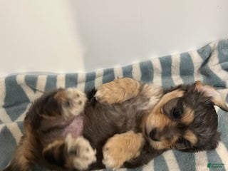 Mixed Breed dogs - Ad 32