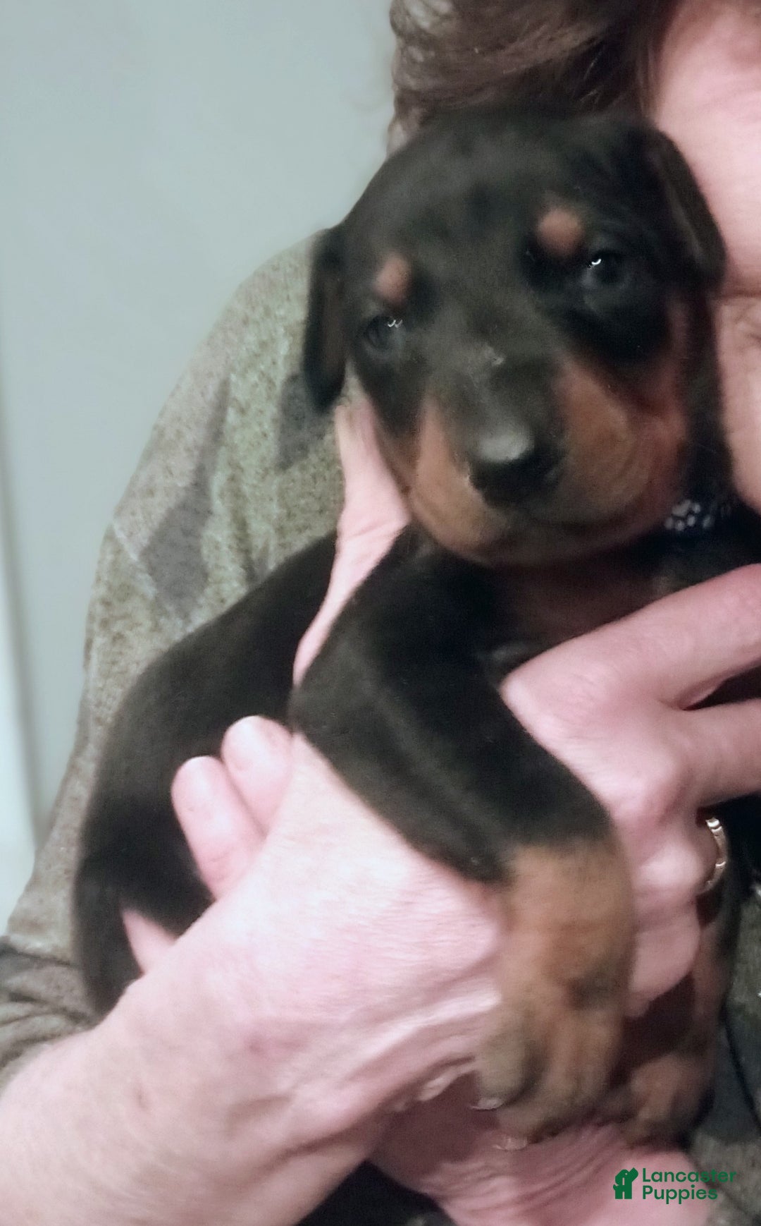Doberman Pinscher dogs for sale: Princess  - Ad 7