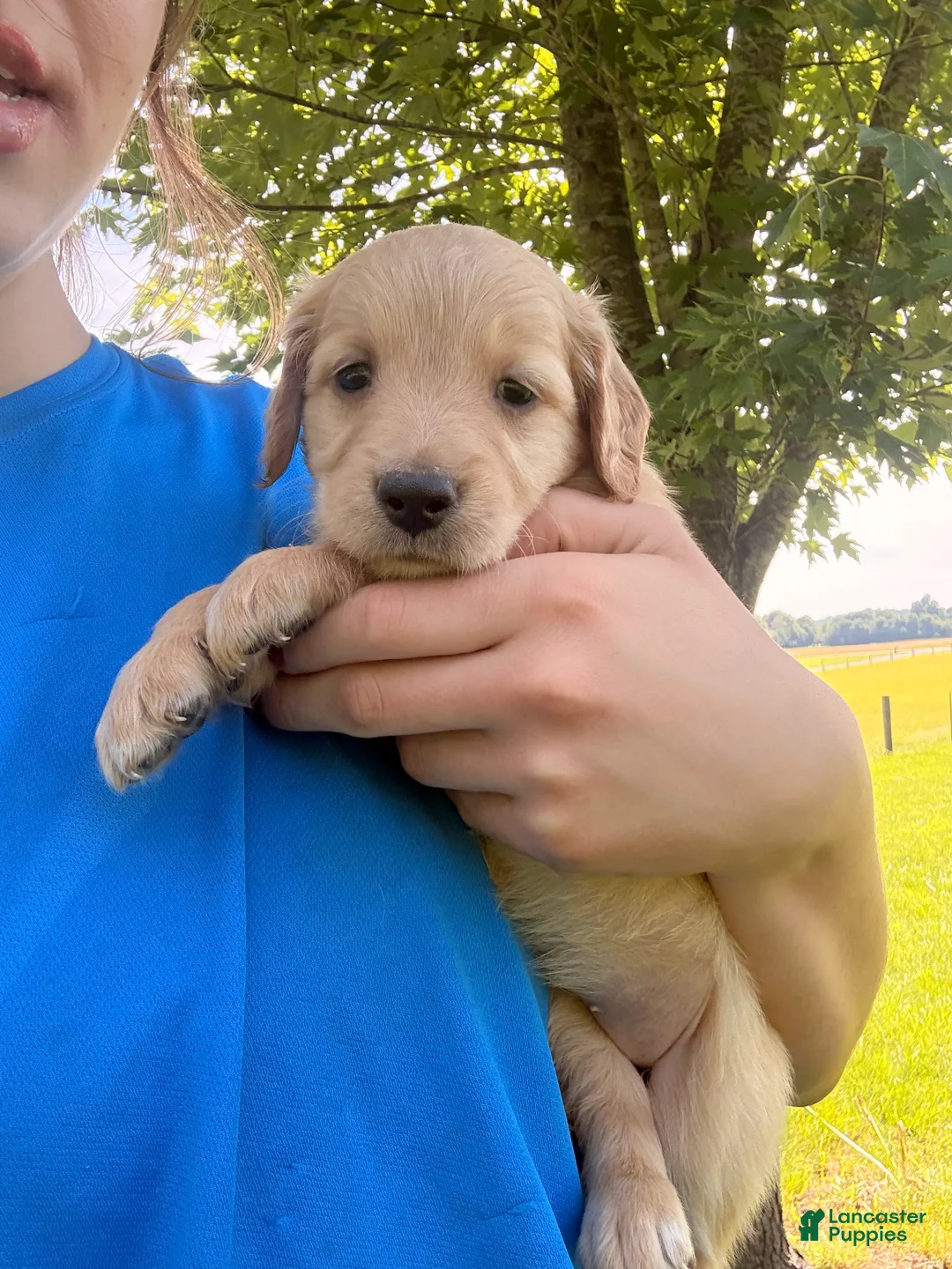 Golden Retriever dogs for sale: Bell - Ad 2