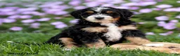 Mini Bernedoodle dogs for sale: Gabby - Ad 3