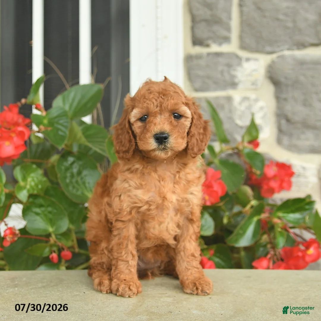Miniature Poodle dogs for sale: Haven  - Ad 2