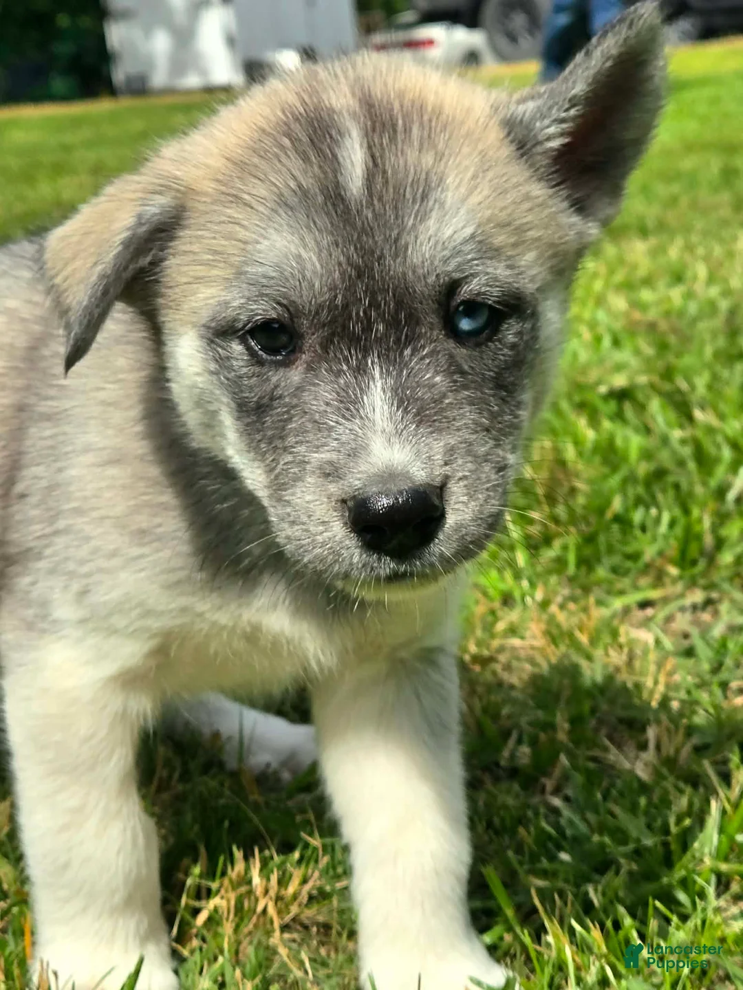 Mixed Breed dogs for sale: Bashful - Ad 2