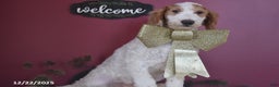 Goldendoodle dogs for sale: Garrett - Ad 2
