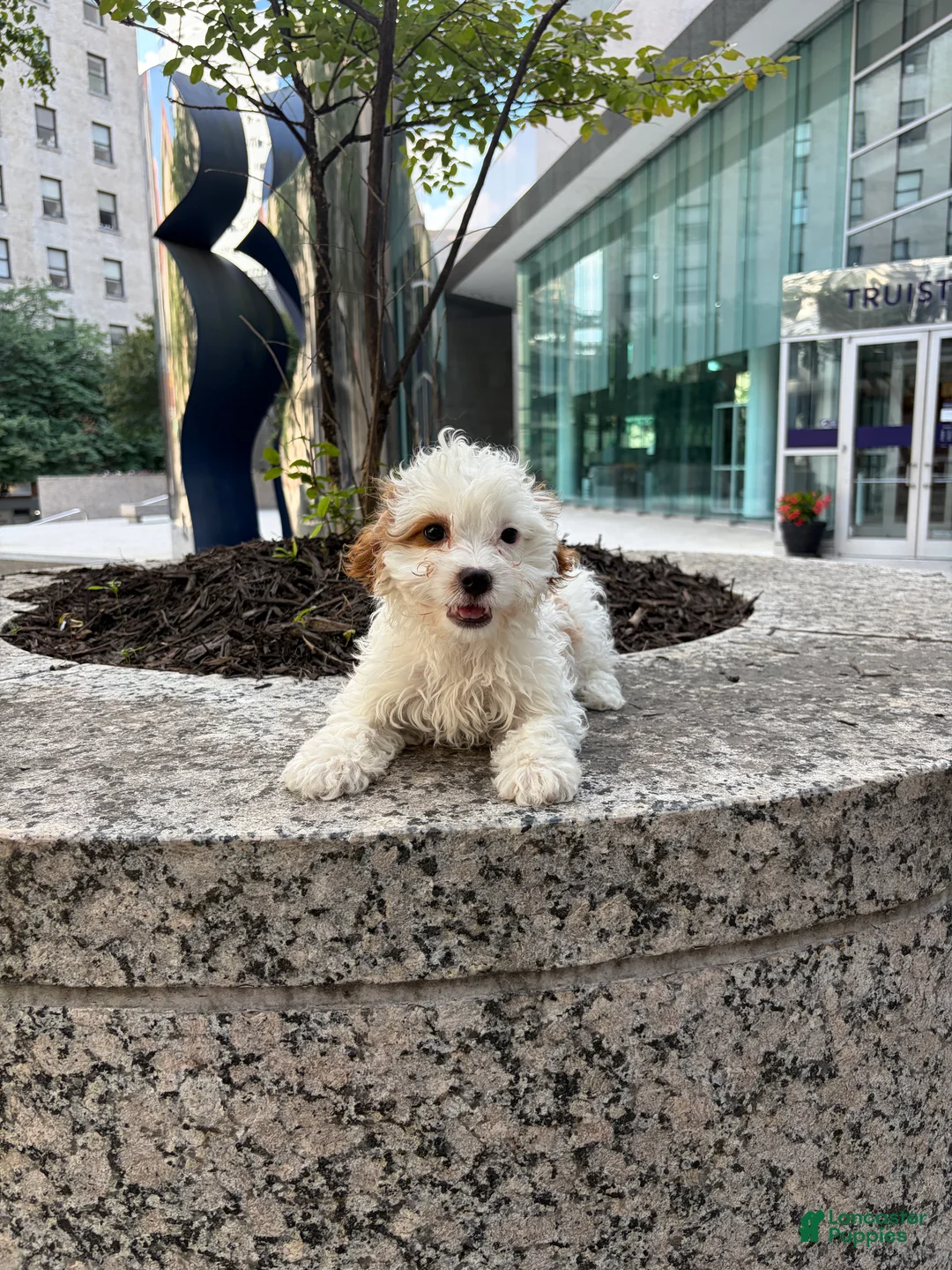 Cavapoo dogs for sale: Joey - Ad 2