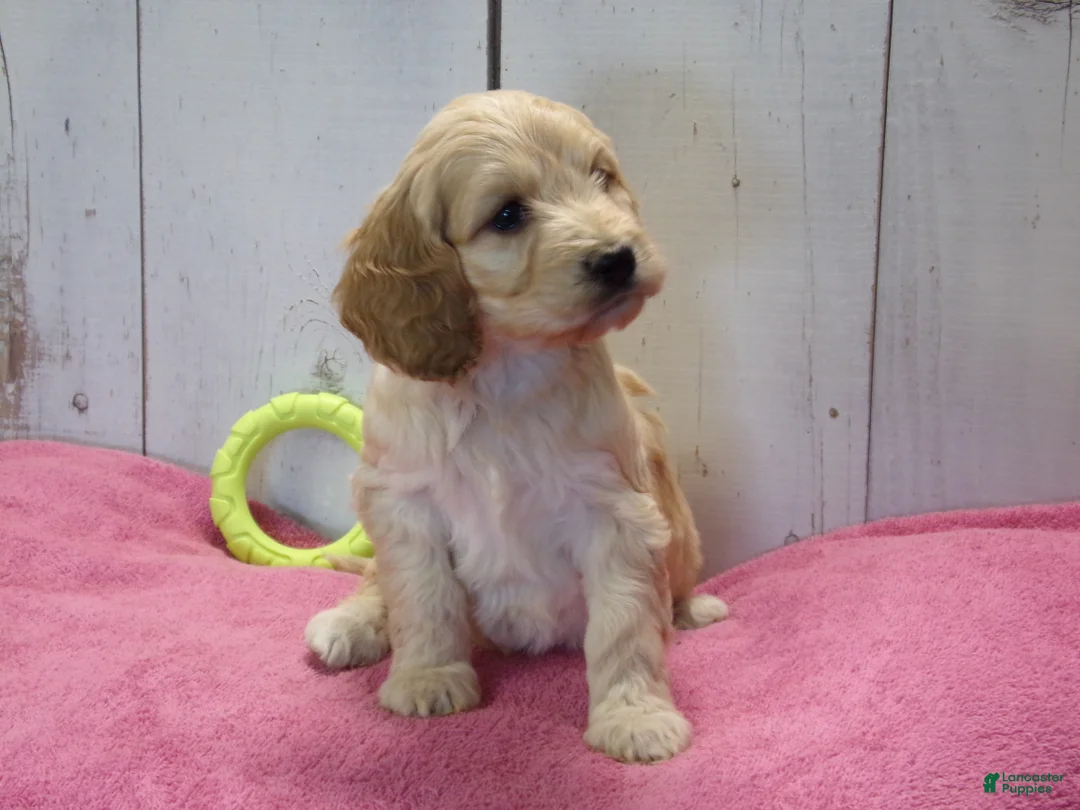 Cockapoo dogs for sale: Beverly - Ad 1