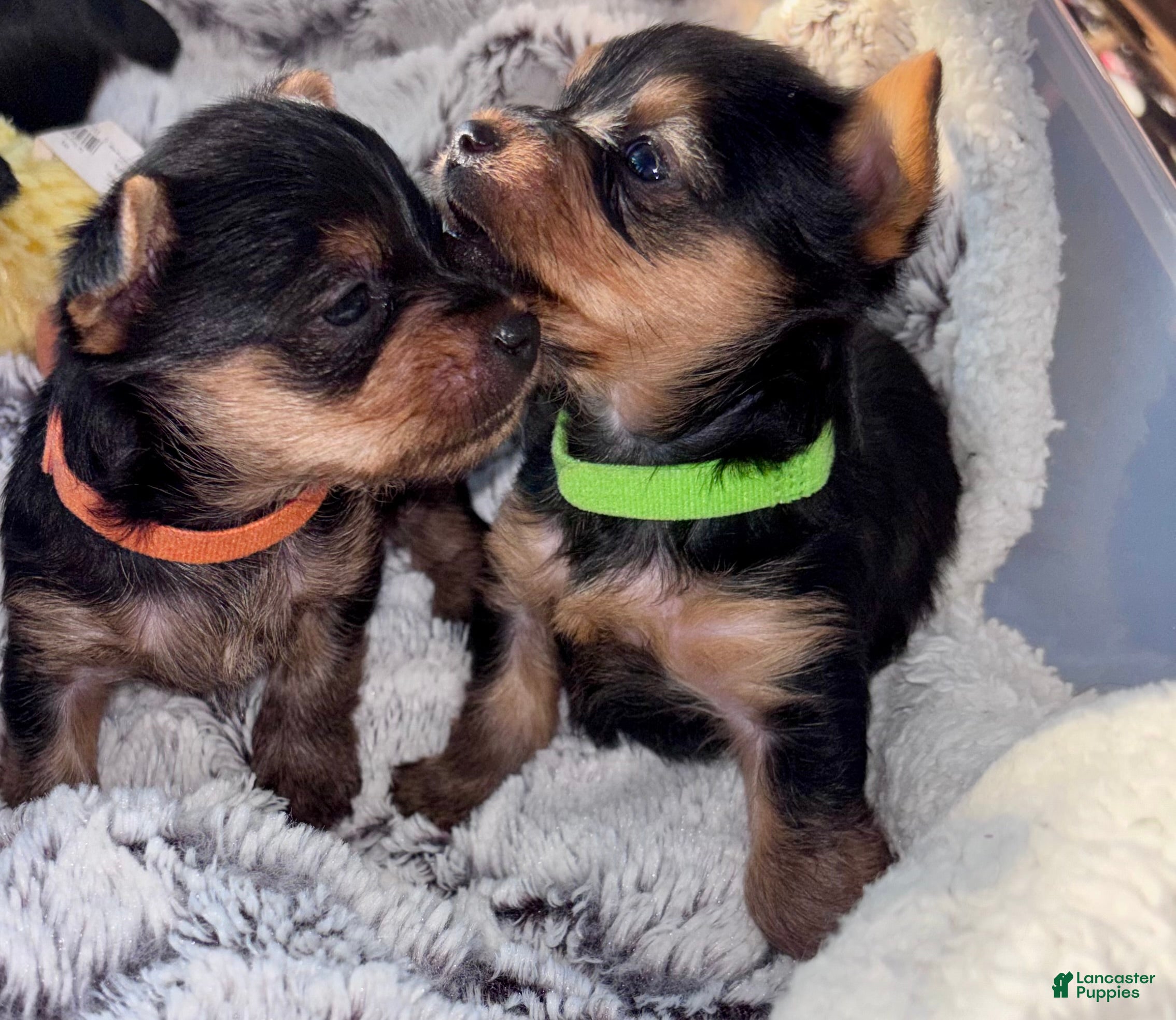 Yorkshire Terrier dogs Spoiled Rotten Yorkie male - Ad 37