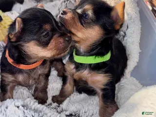 Yorkshire Terrier dogs Spoiled Rotten Yorkie male - Ad 37