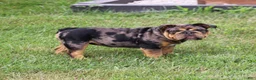 English Bulldog dogs for sale: English Bulldog 1 - Ad 7