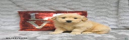 Golden Retriever dogs for sale: Louie - Ad 2