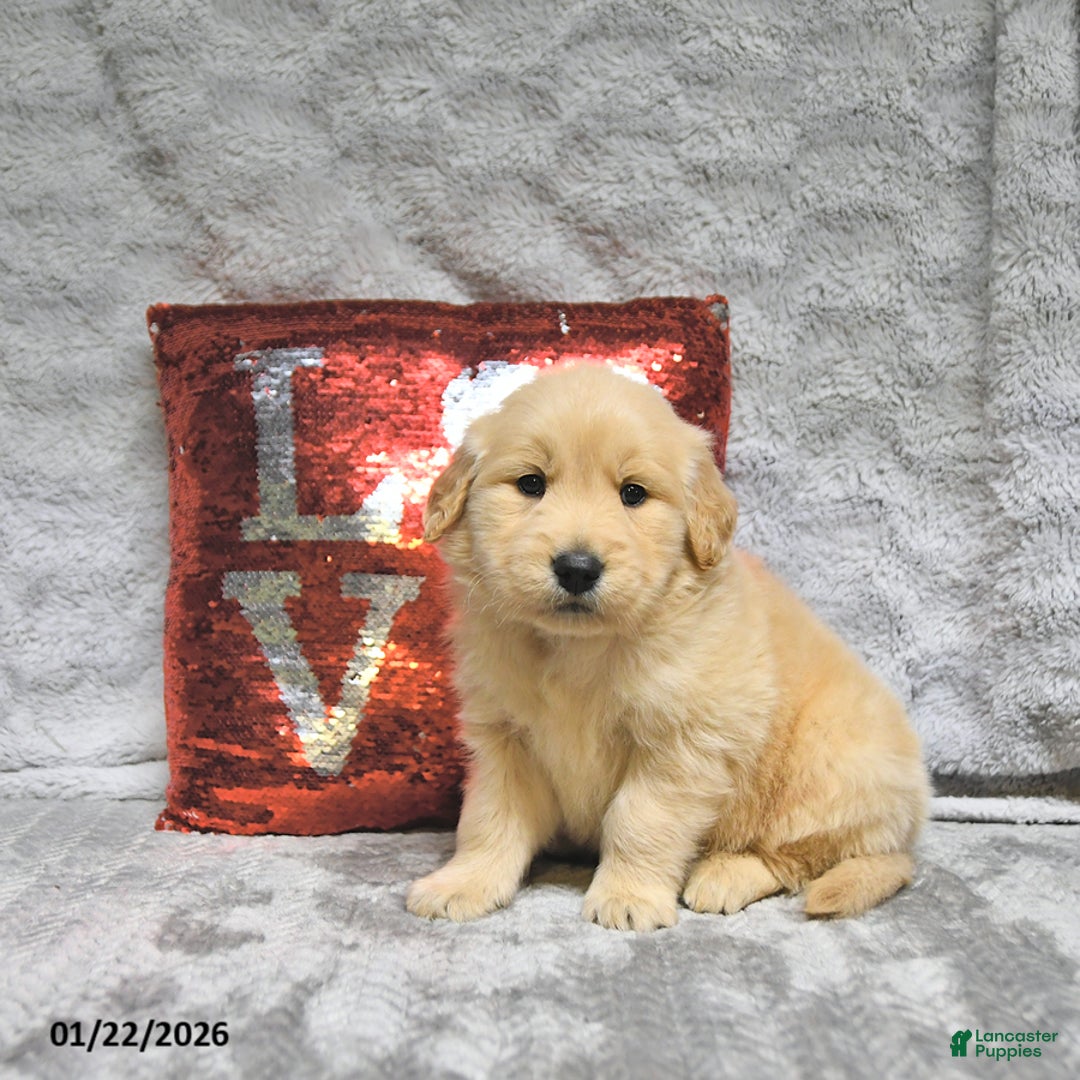 Golden Retriever dogs for sale: Louie - Ad 2