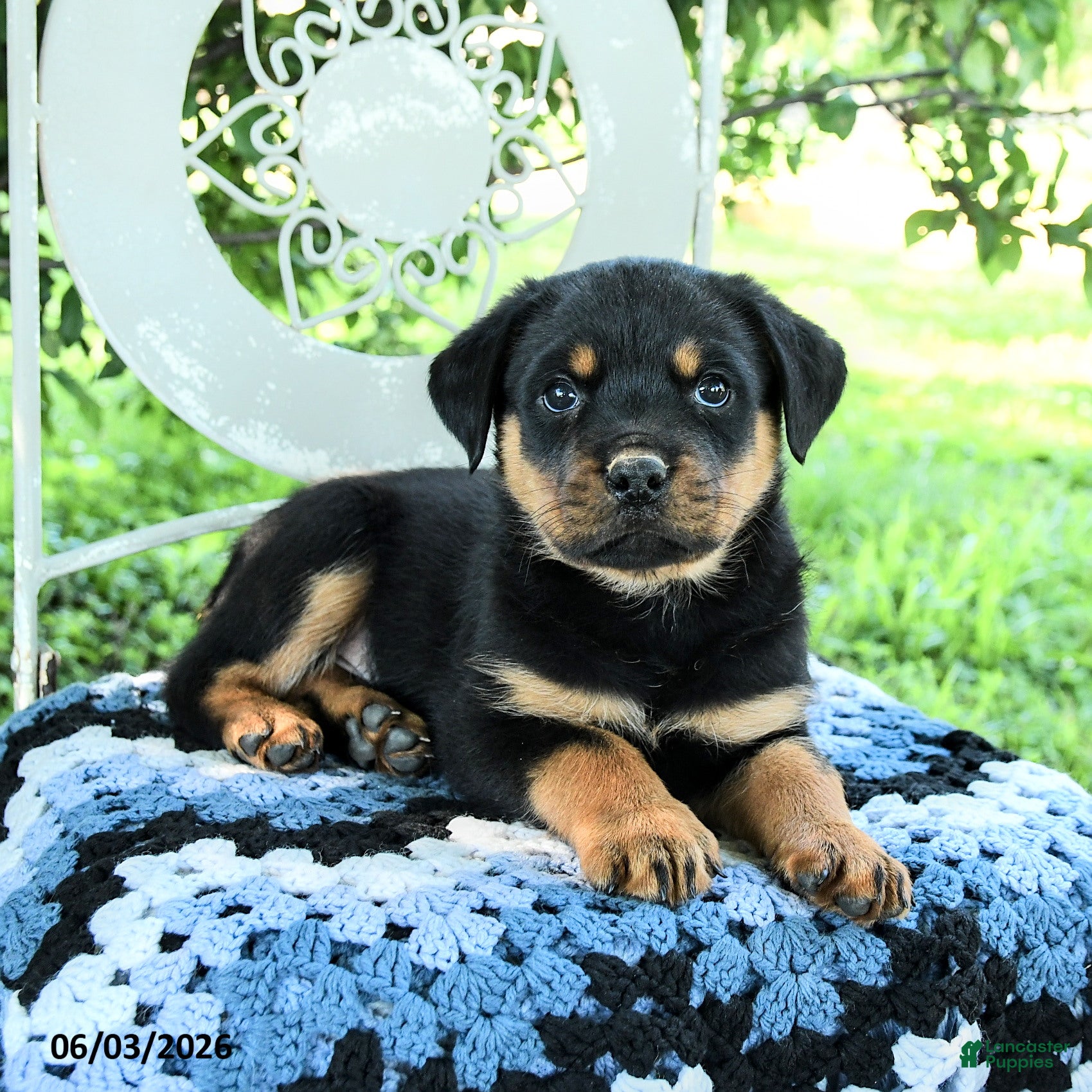 Rottweiler dogs for sale: Julian - Ad 2